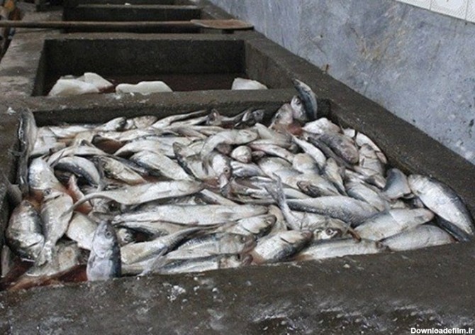 تولید بیش از 4 میلیون قطعه لارو از انواع ماهیان کمیاب دریای خزر ...
