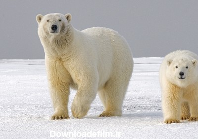 تحقیق در مورد حیوانات قطبی به همراه عکس - Happypet