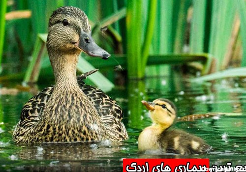 شایع ترین بیماری های اردک - چیکن دیوایس