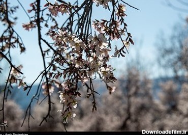 شکوفه های بهاری در روستای حصار - فارس