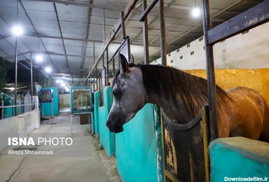 عکس پرورش اسب در ایران