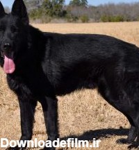 سگ ژرمن شپرد سیاه (black german shepherd) – استخوان نارنجی