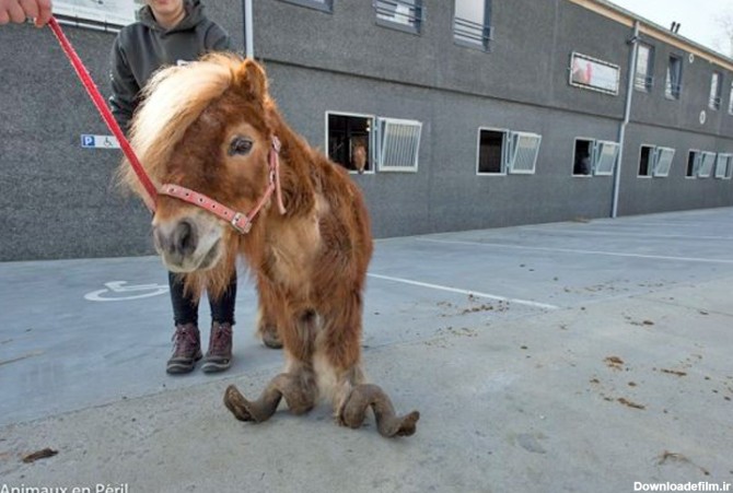 گزارش تصویری | عذاب ده ساله برای اسب کوچولو
