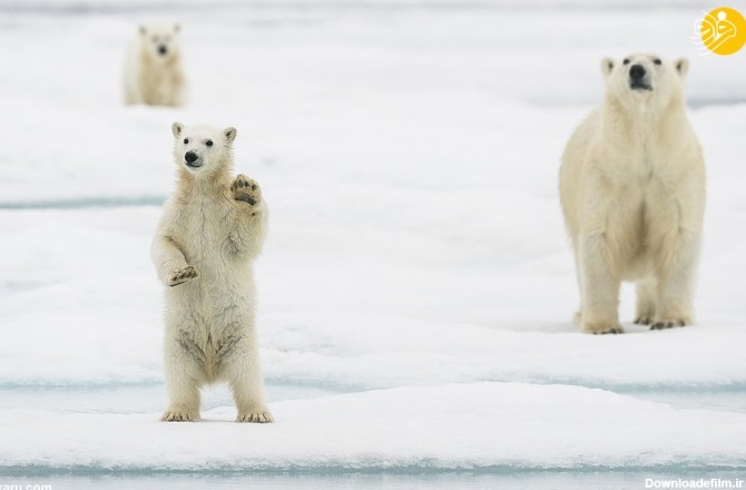 فرارو | (تصاویر) بچه خرس قطبی برای استقبال روی پاهایش ایستاد!