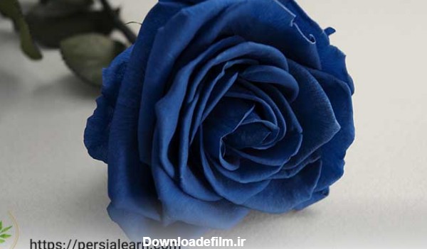 آموزش ساخت گل رز آبی طبیعی با سینا فتاح زاده + معنی گل رز آبی | گل ...