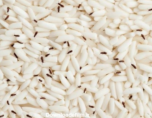 حشره برنج چیست و سریع ترین راه از بین بردن شپشک کدام است؟
