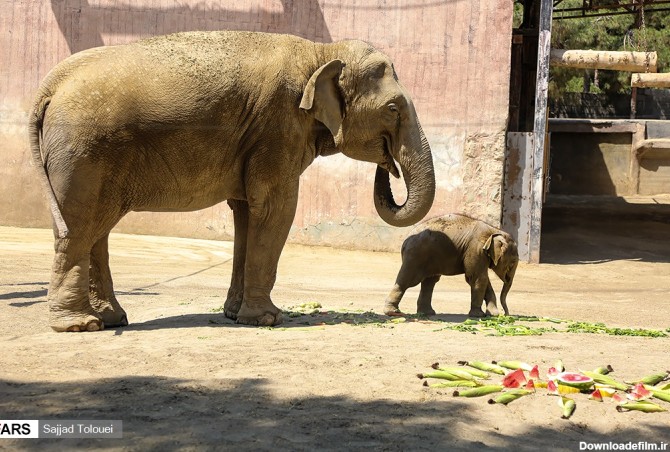 مایسا بچه فیل تازه متولد شده باغ وحش ارم