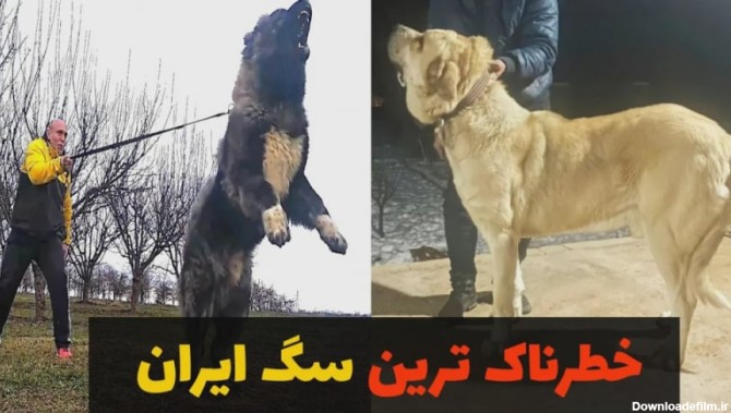 خطرناک ترین سگ های ایران | بهترین و قوی ترین سگ های ایرانی