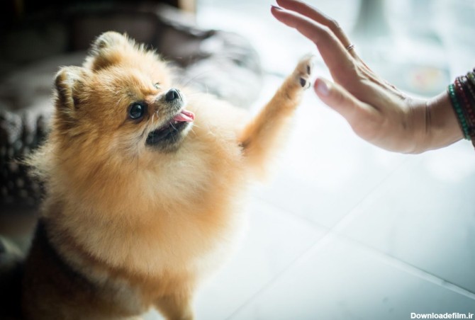 راهنمای تربیت سگ اشپیتز و ویژگی‌های رفتاری این نژاد سگ