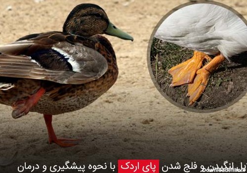 دلایل لنگیدن و فلج شدن پای اردک با نحوه پیشگیری و درمان - چیکن دیوایس