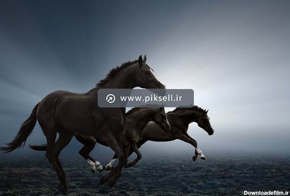 دانلود عکس با کیفیت از یورتمه اسب های سیاه