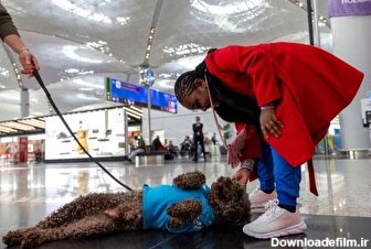 تراپی عجیب در فرودگاه استانبول؛ بازی با سگ برای کاهش استرس سفر (فیلم)