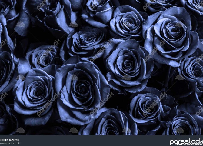 پس زمینه آبی تیره آبی پس زمینه ناز گل رز کارت تبریک با گل رز لوکس ...
