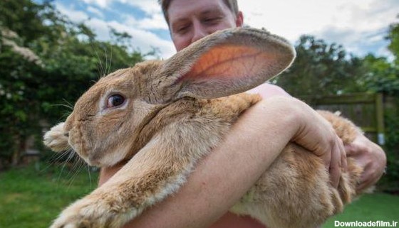 نکات جالب توجه درباره خرگوش ها