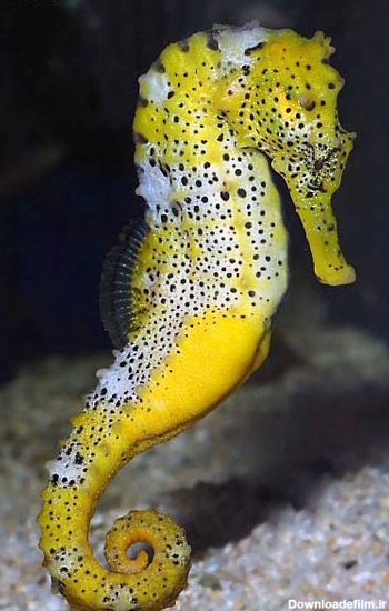 عکس اسب دریایی زرد seahorse wallpaper