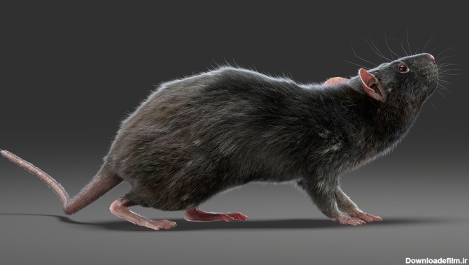 موش سیاه