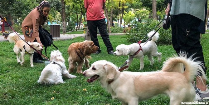 حکم «نجاست سگ» از کجا آمده است؟ | خبرگزاری فارس