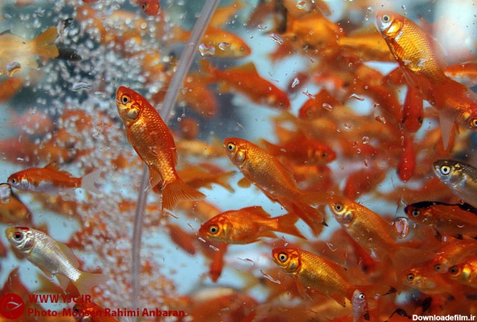 فروش ماهی قرمز در مشهد / عکس : محسن رحیمی عنبران
