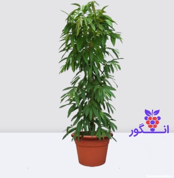 خرید گلدان بنجامین آمستل کینگ | انگور مرکز گل و گیاه در ایران