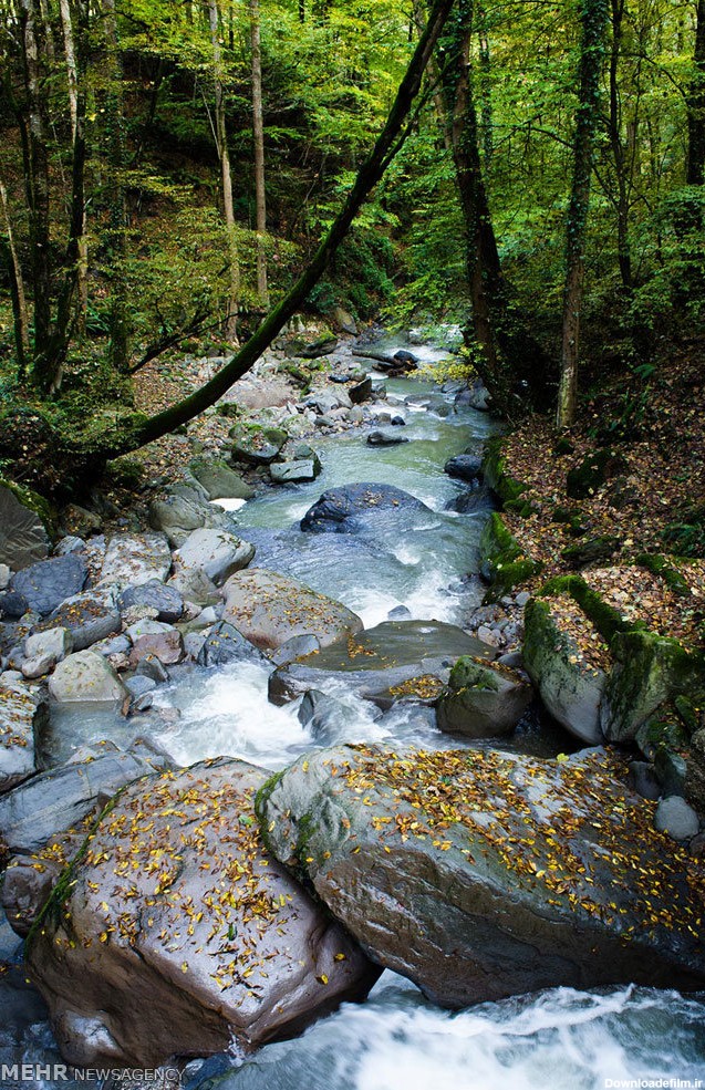 عکس رودخانه در جنگل