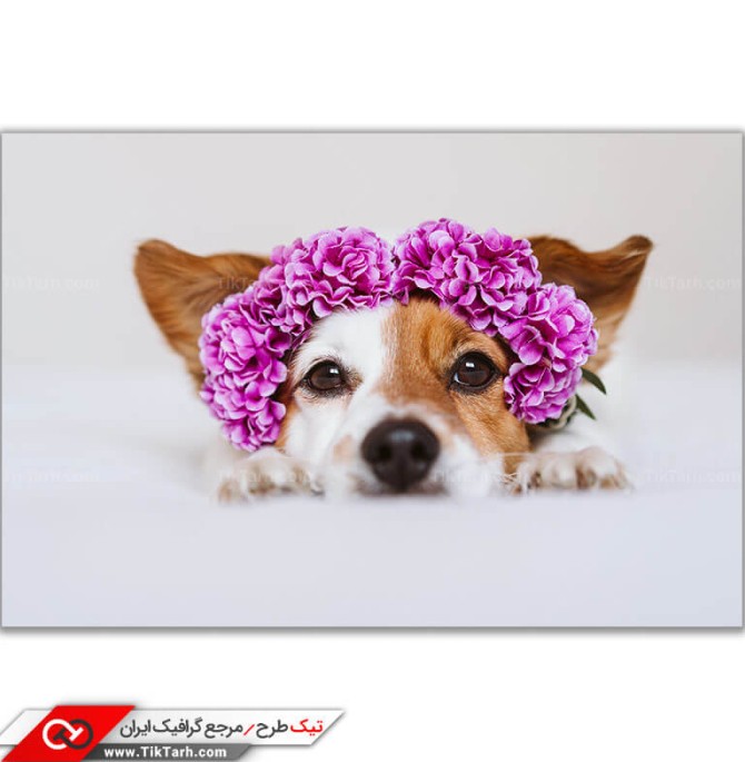 تصویر باکیفیت سگ اهلی با سربند گل