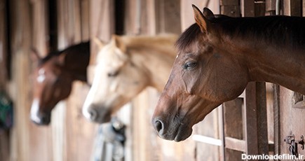 پرورش اسب: تضمین بازگشت سرمایه در گرو خرید نژاد مرغوب - فرصت امروز