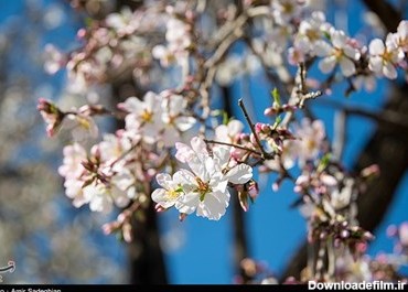 شکوفه های بهاری در روستای حصار - فارس