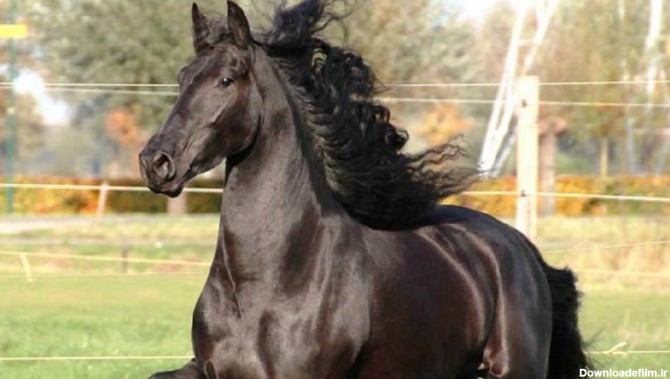 محبوب‌ترین نژاد‌های اسب در دنیا