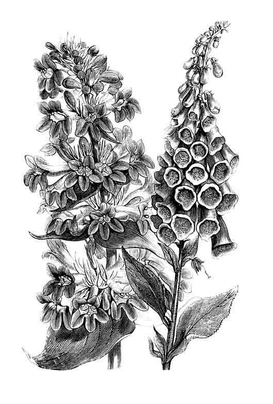 دانلود تصویر نقاشی سیاه و سفید گل و گیاه