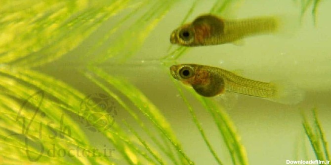 مشکل رشد بچه ماهی – رشد کمتر بچه ماهی های گوپی نسبت به مولی پاندا ...