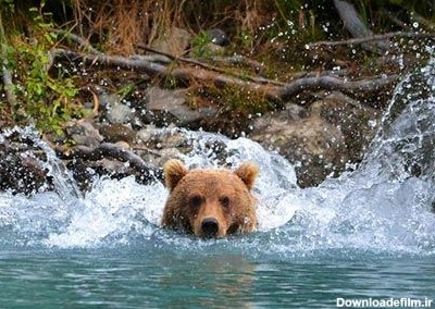 تصاویری زیبا از خرس های قطبی و جنگلی