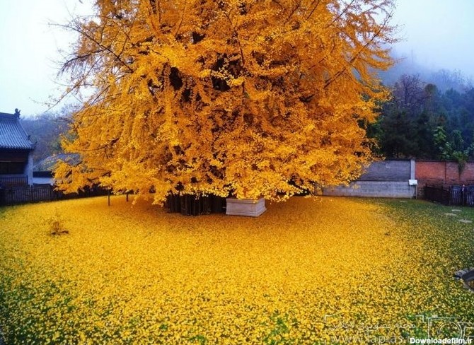 خبرآنلاین - دریای زرد پای درخت ۱۴۰۰ ساله چینی