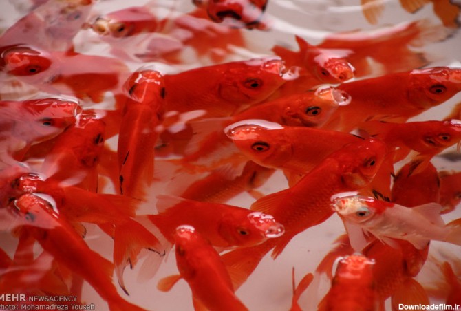 فروش ماهی قرمز در آستانه سال نو (عکس)