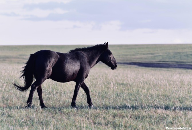 عکس اسب سیاه - قاب دیدنگار