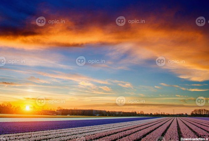 دانلود عکس مزرعه سنبل در غروب آفتاب هلند | اوپیک