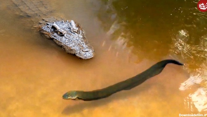 ویدئو) لحظه برق گرفتگی شدید تمساح غول‌پیکر حین شکار کردن مارماهی!