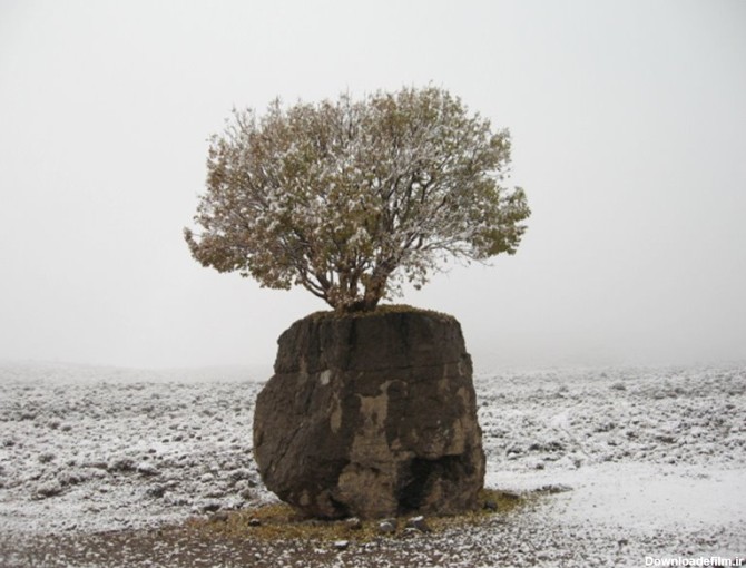 عجیب ترین درخت ایران+عکس - جهان نيوز