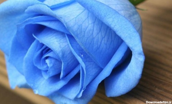 تصاویر گلهای آبی زیبا