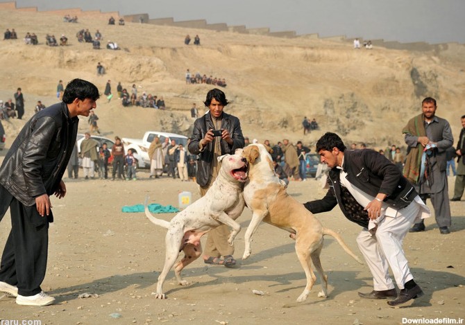 فرارو | (تصاویر) جنگ خونین سگ‌ها؛ تفریح مردم کابل