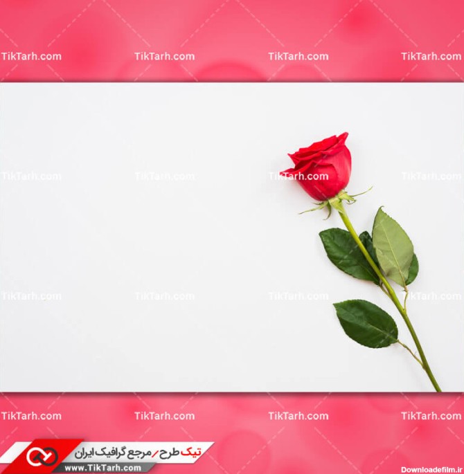 دانلود تصویر با کیفیت شاخه گل رز قرمز