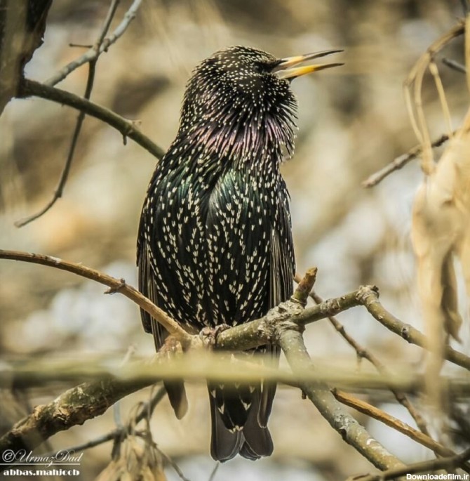 Common Starling | باشگاه پرنده نگری ایرانیان