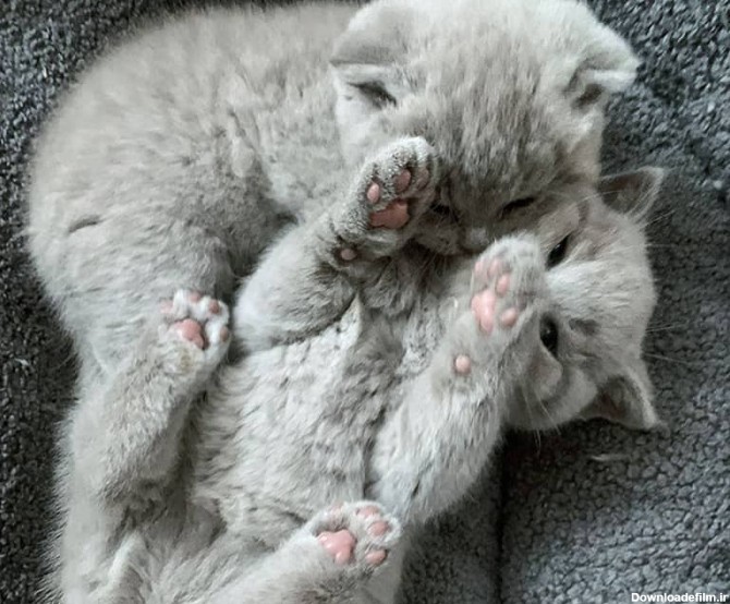 توله گربه با مادرش