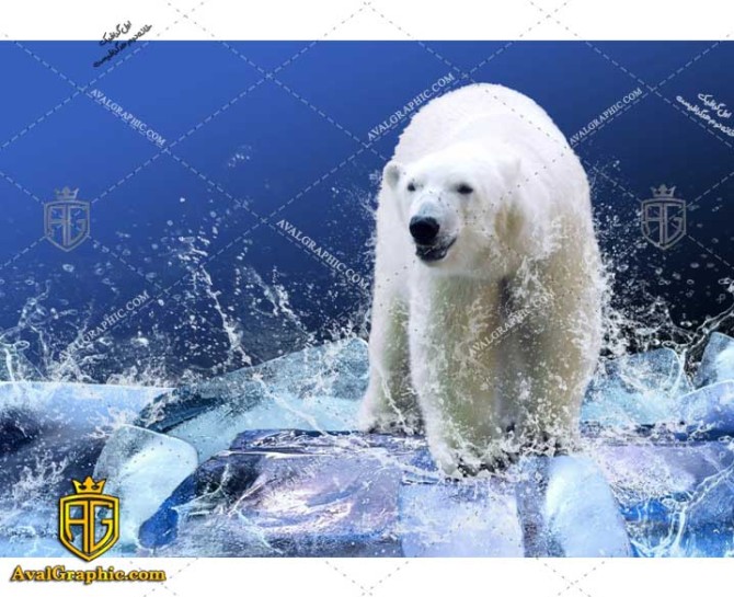 عکس با کیفیت خرس های قطب شمال