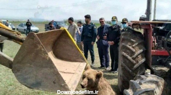 پس از پلنگ قائمشهر؛ یک قلاده خرس هم در اردبیل تلف شد! +عکس