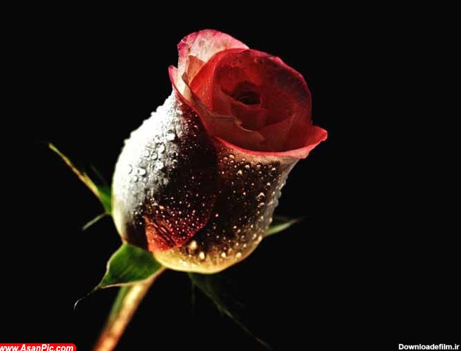 عکس هایی از گل های زیبا و رمانتیک - قسمت اول