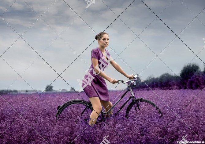 دانلود عکس دختر دوچرخه سوار در مزرعه گل های بنفش