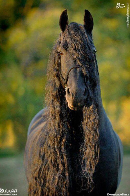 عکس اسب مشکی زیبا