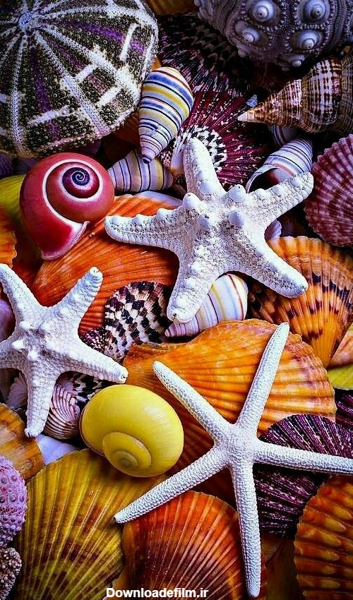 عکس صدفهای زیبای دریایی