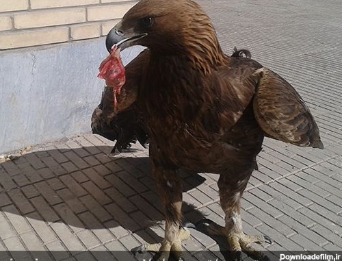 عقاب طلایی مجروح مهمان محیط بانان بردسیر | دیده بان محیط زیست و ...
