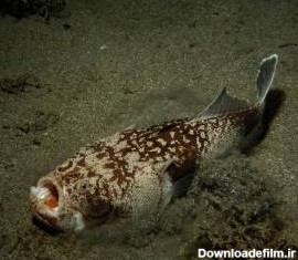 عجیب ترین ماهی دنیا ؛ ترسناکهای زیر آب